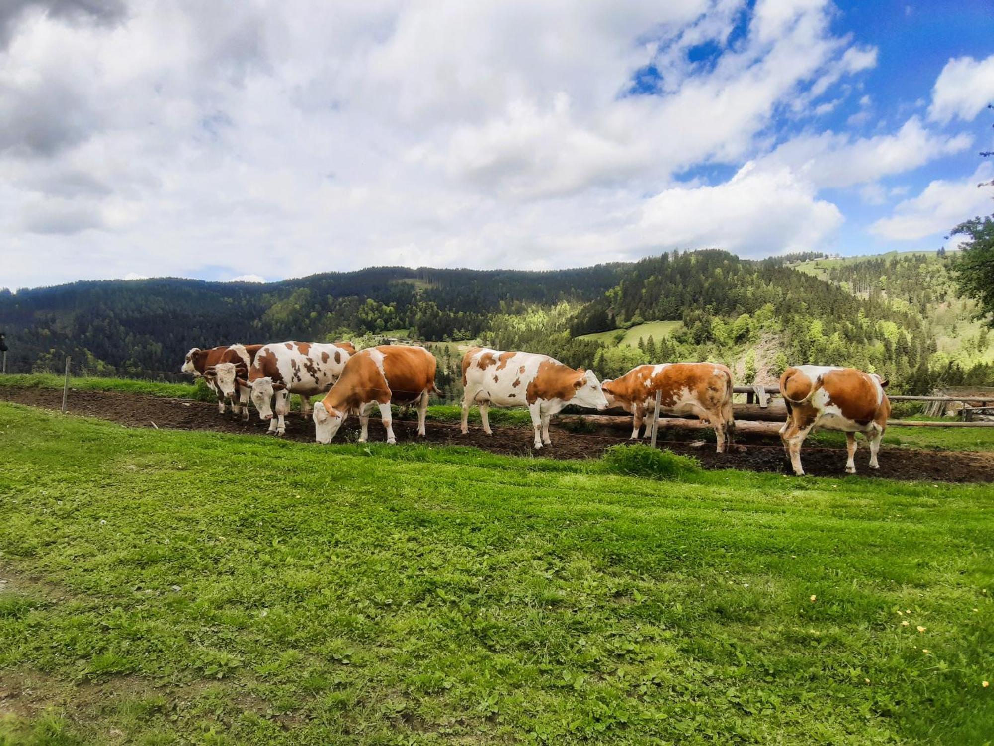 Apartments Organic Tourist Farm Gradisnik Prevalje ภายนอก รูปภาพ