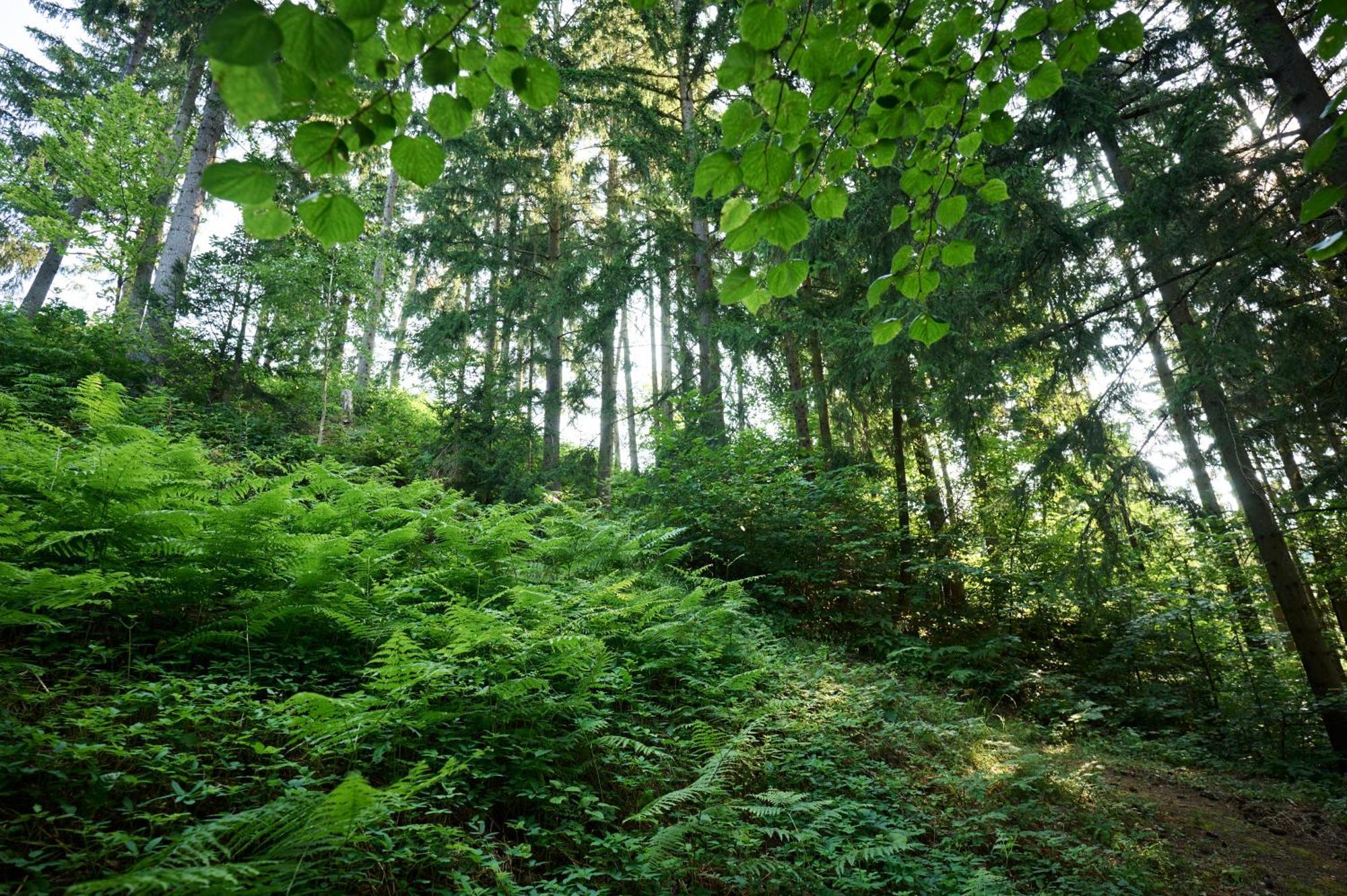 Apartments Organic Tourist Farm Gradisnik Prevalje ภายนอก รูปภาพ