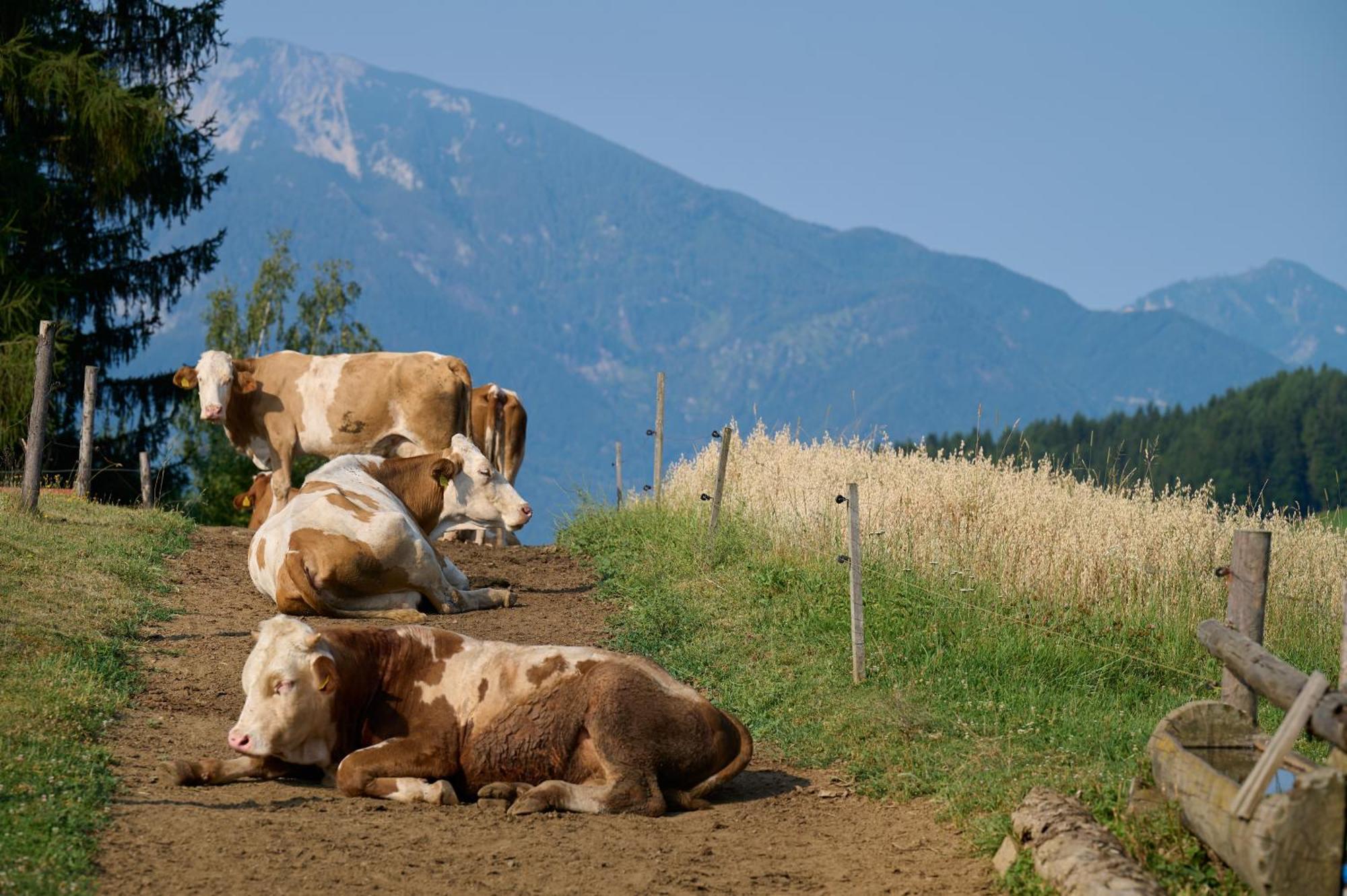 Apartments Organic Tourist Farm Gradisnik Prevalje ภายนอก รูปภาพ