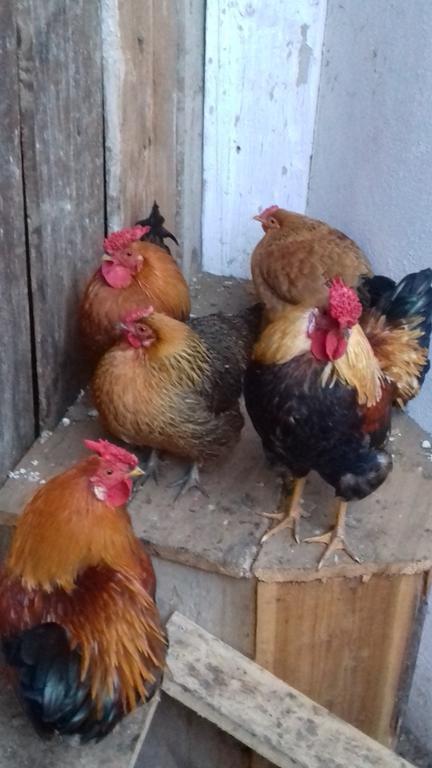 Apartments Organic Tourist Farm Gradisnik Prevalje ภายนอก รูปภาพ